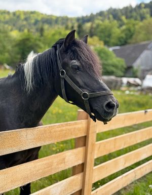 Ogród na wyłączność