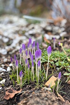 Domek letniskowy z ogrodem