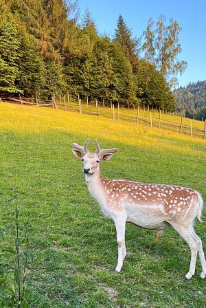 Domek dla rodzin z dziećmi 