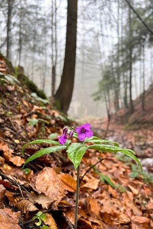 Wypoczynek w górach