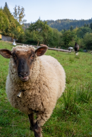 Domek do wynajęcia z dziećmi